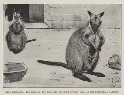 Baby Kangaroo, the First of the Brush-Tailed Rock Species born at the Zoological Gardens by Cecil Charles Windsor Aldin